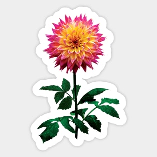 Pink and Yellow Dahlia Sticker